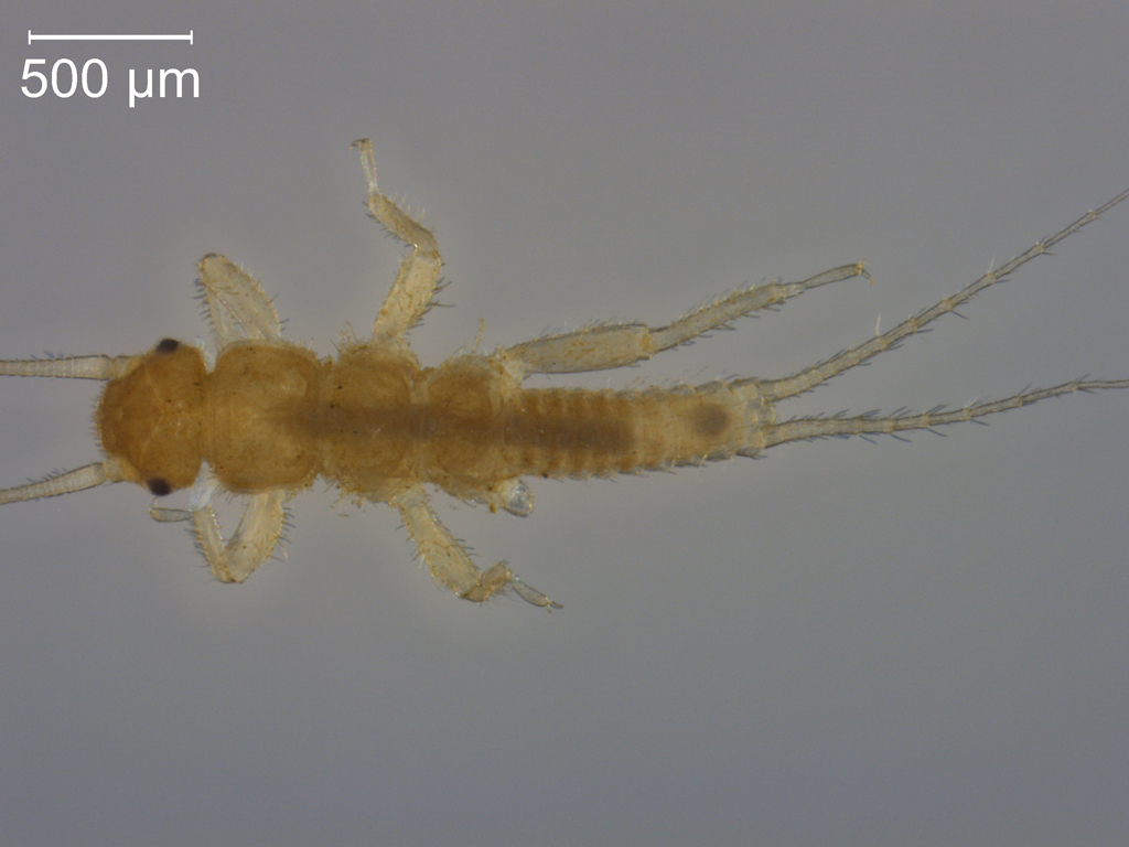 Amphinemura standfussi